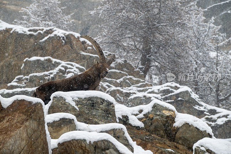 意大利valsavarenche Val D 'aosta，高山野山羊在冬季下雪环境中的大雄性